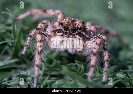 Macro shot of a jumping spider on green grass background in the middle east. Stock Photo