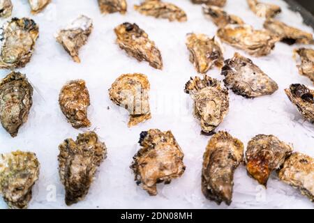 Large fresh oysters on a counter at the fish market Stock Photo