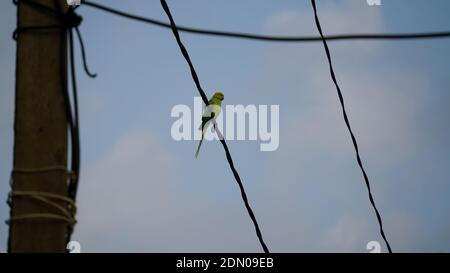 Indian Rose Ringed Parakeet or Psittaciformes view sitting on Iron rope. Beautiful bird shaking sunlight in winter. Stock Photo