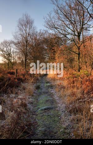 Footpath across managed heathland at Beacon Hill near Monmouth, South Wales. Stock Photo
