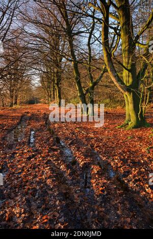 Footpath across managed heathland at Beacon Hill near Monmouth, South Wales. Stock Photo