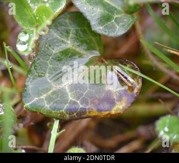 Ivy leaf covered in rainwater after the storm. Stock Photo
