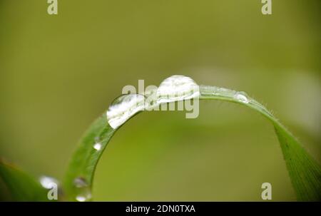 Raindrops on blade of grass. Munilla, La Rioja. Stock Photo