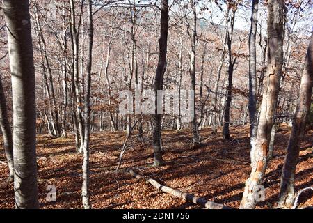 Beech tree in autumn, covered with dry leaves on the ground. Stock Photo