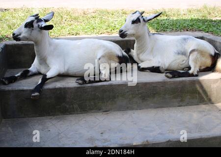 cute goats stock photography Stock Photo