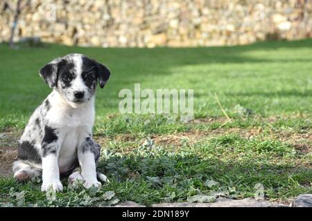 Border Collie dog puppy sitting on the grass. Stock Photo