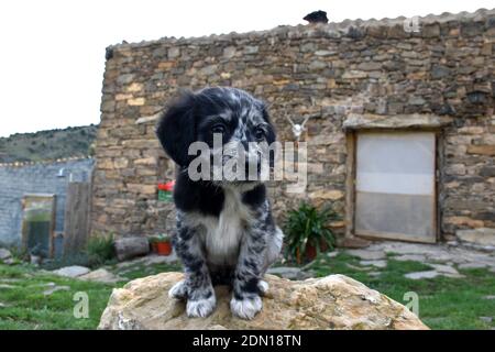 Border Collie and Dalmatian dog puppy perched on top of rock in front of stone building. Stock Photo