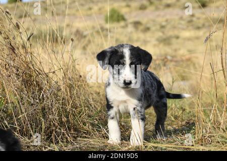 Border Collie breed dog puppy playing on dry grass field. Stock Photo