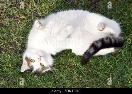 Playful white cat lying on its back on green grass Stock Photo