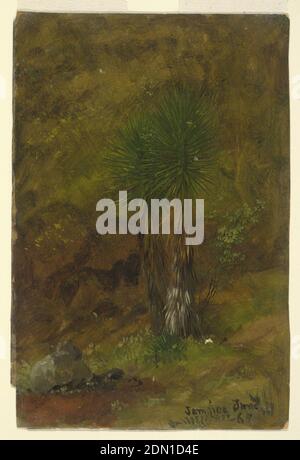 Palm Trees, Frederic Edwin Church, American, 1826–1900, Brush and oil on cardboard., Vertical image of a group of two palm trees growing beside a hillside., USA, Jamaica, July 1865, nature studies, Drawing Stock Photo