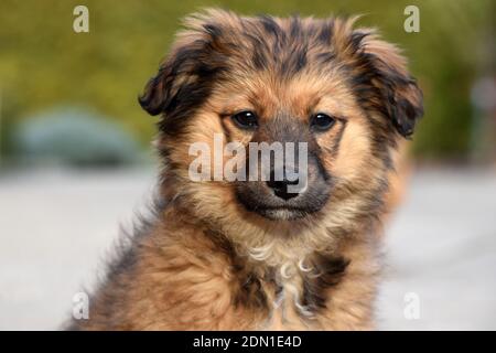 Head shot of adorable brown fluffy puppy sitting outdoors on a sunny day Stock Photo