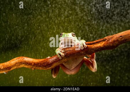 White's Tree Frog (Litoria caerulea) in the rain - closeup with selective focus Stock Photo