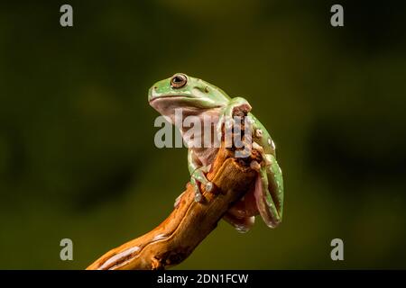 White's Tree Frog (Litoria caerulea) - closeup with selective focus Stock Photo