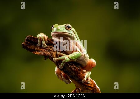 White's Tree Frog (Litoria caerulea) - closeup with selective focus Stock Photo