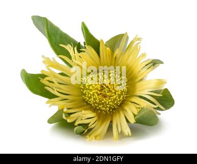 Hottentot fig isolated on white background Stock Photo
