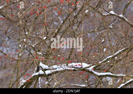 Forest trees in winter under the first snow, red berries on the trees Stock Photo