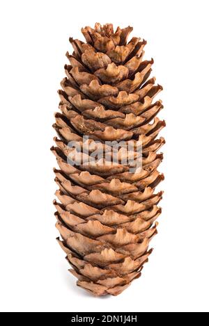 Pine cone isolated on white background Stock Photo