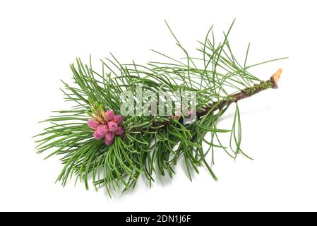 Swiss mountain pine branch isolated on white background Stock Photo