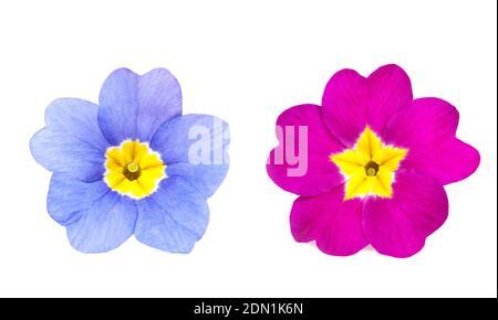 Pink and violet primulas isolated on white Stock Photo