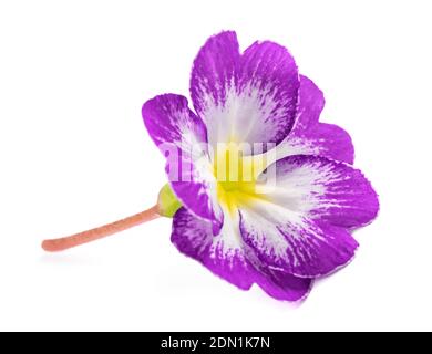 primrose flower isolated on white background Stock Photo