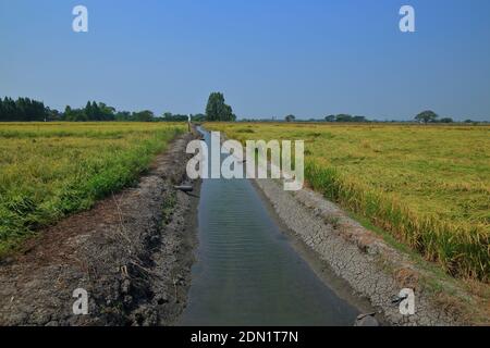 Earth Ditch Irrigation Canal Feeding Water To Paddy Fields. Large Flat 