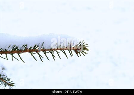 Snow on the green twig. Green pine branch covered with snow, the first snow lies on the green twig Stock Photo