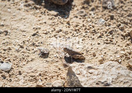 an egyptian locust anacridium aegyptium in the fifth stage instar of development on a sandy hillside in the south judaean desert near arad in israel Stock Photo