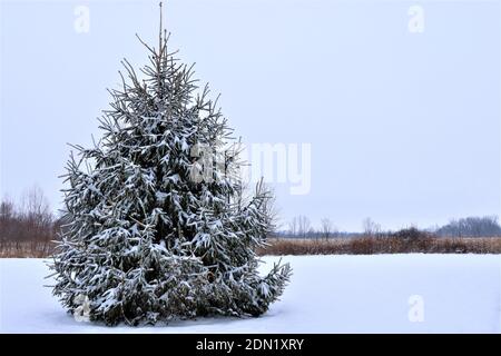 Winter landscape. Spruce covered with snow. A beautiful lonely spruce, covered with snow, around it on the ground there is pure white snow. Good New Stock Photo