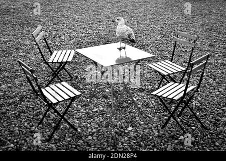 Seating arrangement with four empty chairs around a table with a seagull on pebbled beach after the rain in black and white, Brighton, Sussex, England Stock Photo