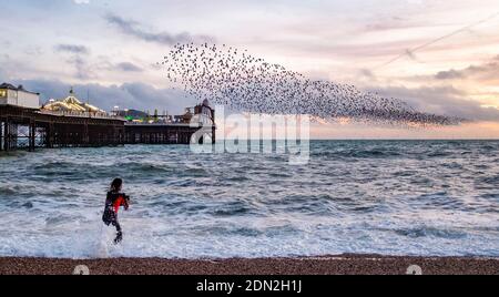 Brighton UK 17th December 2020 - A photographer in a wetsuit captures the starling murmuration by Brighton Palace Pier at the end of a bright day on the South Coast . The city of Brighton and Hove has been kept in coronavirus Tier Two restrictions in England after an announcement  earlier today by the Health Secretary Matt Hancock : Credit Simon Dack / Alamy Live News Stock Photo