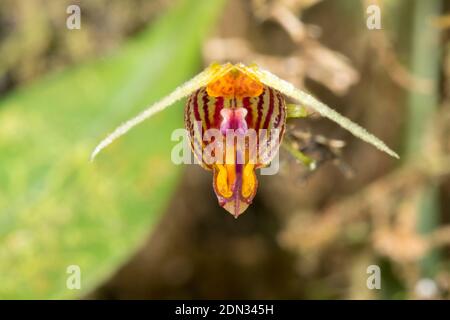 A micro orchid (Scaphosepalum digitale) growing wild in the understory of montane rainforest in the Los Cedros Reserve, western Ecuador. Stock Photo