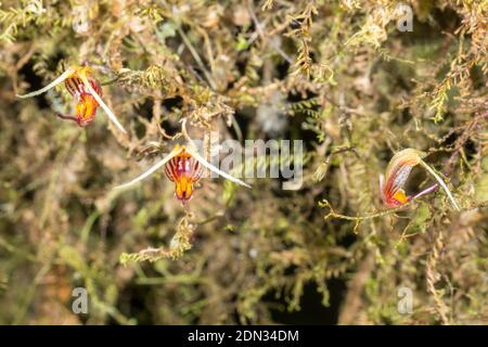 A micro orchid (Scaphosepalum digitale) growing wild in the understory of montane rainforest in the Los Cedros Reserve, western Ecuador. Stock Photo