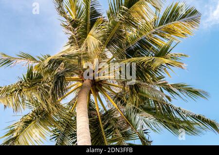 The coconut tree (Cocos nucifera), palm tree, view from the bottom, large leaves, blue sky background, Maldives. Stock Photo