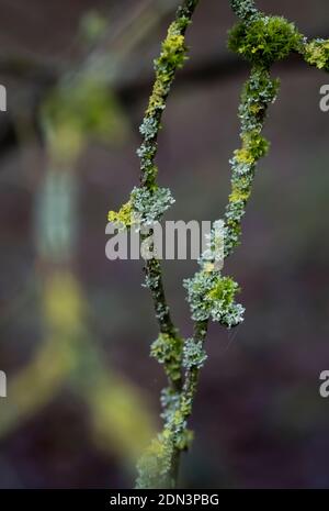 Bright green Lichen growing on tree branches in the winter, England. Stock Photo