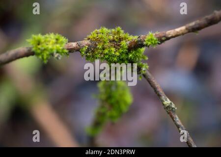 Bright green Lichen growing on tree branches in the winter, England. Stock Photo