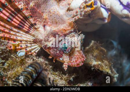 Shortfin Lionfish [Dendrochirus brachypterus].  Lembeh Strait, North Sulawesi, Indonesia. Stock Photo