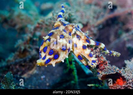 Blue-ringed octopus [Hapalochlaena sp].  Lembeh Strait, North Sulawesi, Indonesia. Stock Photo