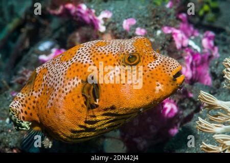 Star Puffer [Arothron stellatus] semi adult.  Lembeh Strait, North Sulawesi , Indonesia. Stock Photo