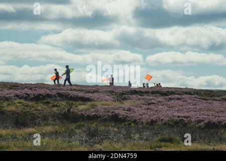 Line of beaters raising grouse, in profile and waving their flags, heading across heather moorland towards the guns Stock Photo