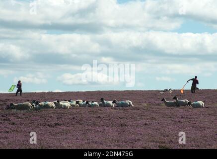 Two beaters waving their flags to rouse game birds, while avoiding disturbing sheep, make their way towards the shoot across heather covered moors Stock Photo