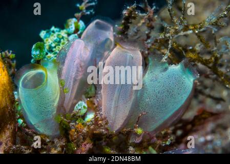 Blue Club Tunicate [Rhopalaea crassa].  Lembeh Strait, North Sulawesi, Indonesia.