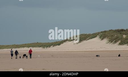 Three people walking seven dogs along the beach in Northumberland Stock Photo