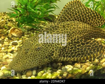 Antcistrus, spotted aquarium catfish close-up. Stock Photo