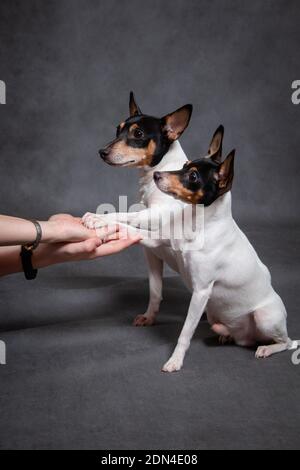 Two small white-red-black dogs breed American toy-fox terrier give a paw Stock Photo