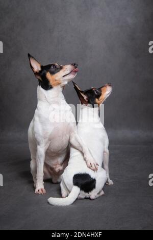 Two dogs breed American toy-fox terrier on grey background Stock Photo
