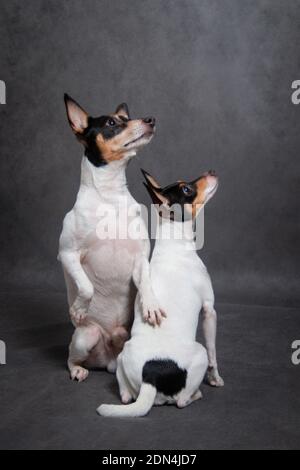 Two dogs breed American toy-fox terrier on a gray background indoors in the studio Stock Photo