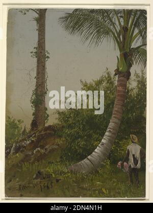 Trees in Jamaica, West Indies, Frederic Edwin Church, American, 1826–1900, Oil on thin green backed paperboard, Vertical view of a curved trunk of a palm tree at right with a vertical palm tree at left in the middle distance. A brightly colored figure stands at lower right., USA, 1865, nature studies, Drawing Stock Photo