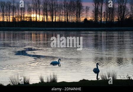 Wintry scene of two swans in the foreground on a partially ice covered lake set against a backdrop of trees caught in silhouette by the setting sun Stock Photo