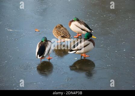 Group of three male mallard ducks and on female standing on the solid ice of a frozen lake in full winter sunshine Stock Photo