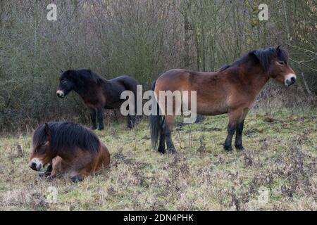 Group of three Exmoor ponies with two standing and one lying down Stock Photo